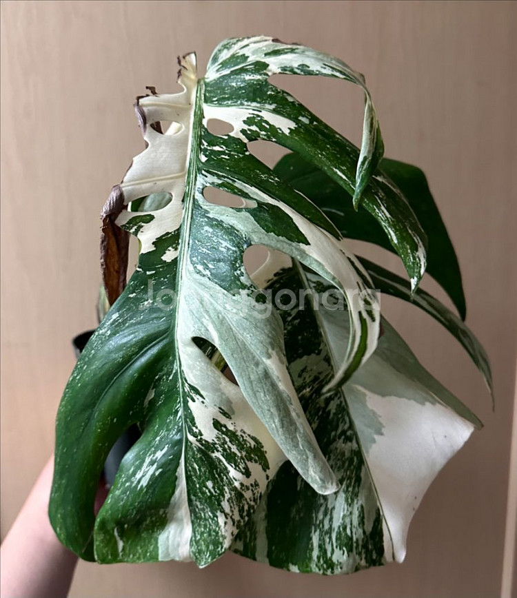 알보 몬스테라 탑--0