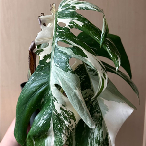 알보 몬스테라 탑