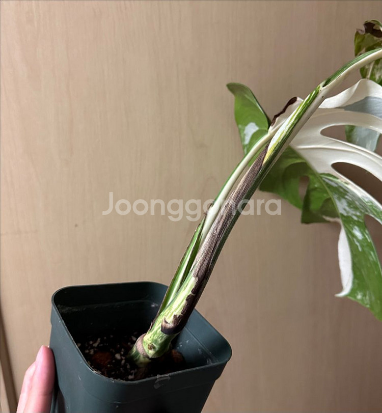 알보 몬스테라 탑--1