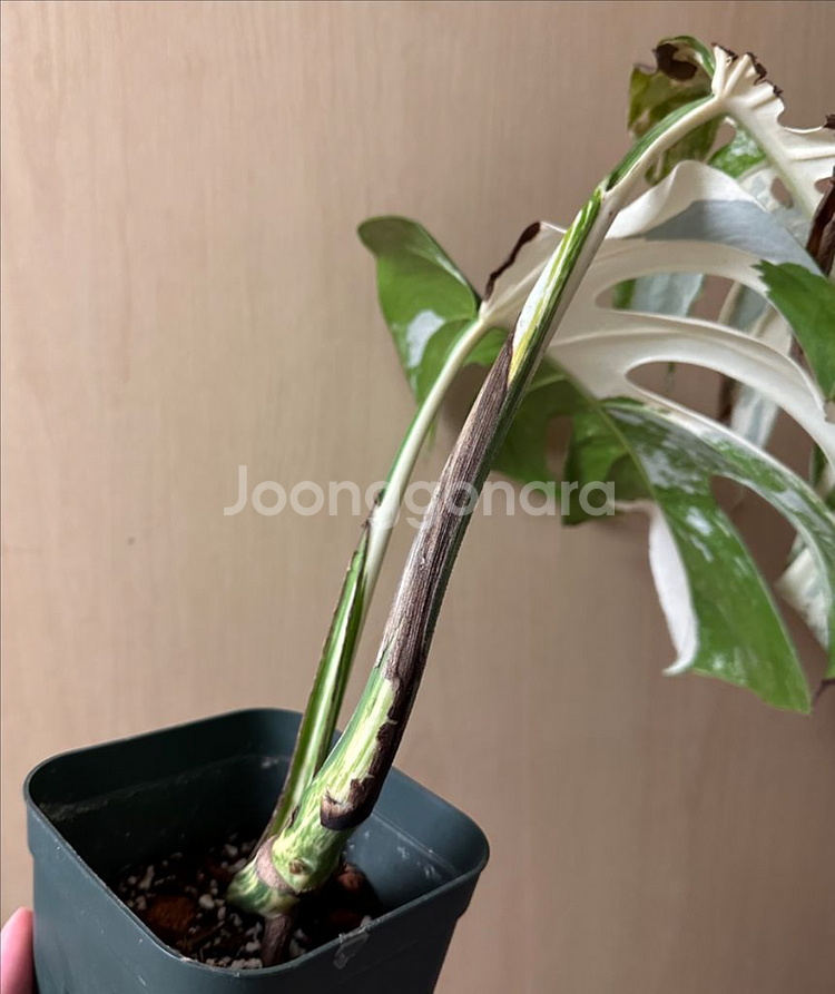 알보 몬스테라 탑--2