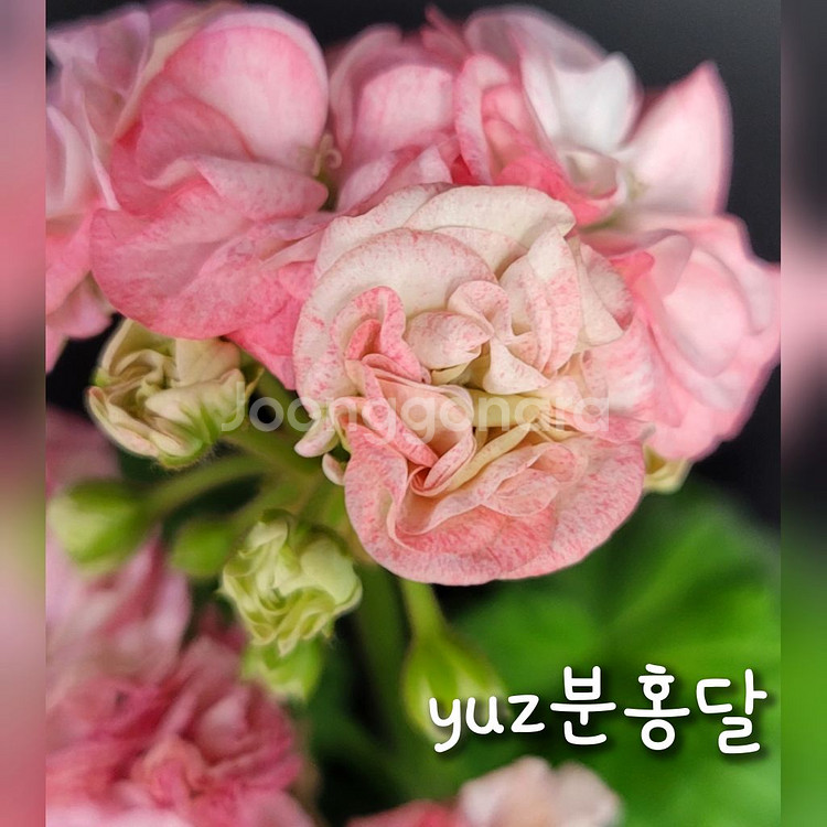 yuz분홍달 제라늄--2