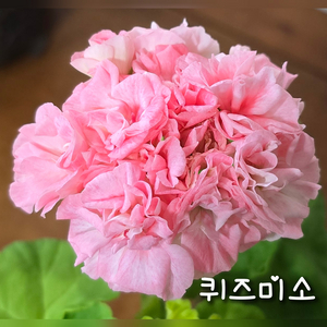 퀴즈미소 제라늄