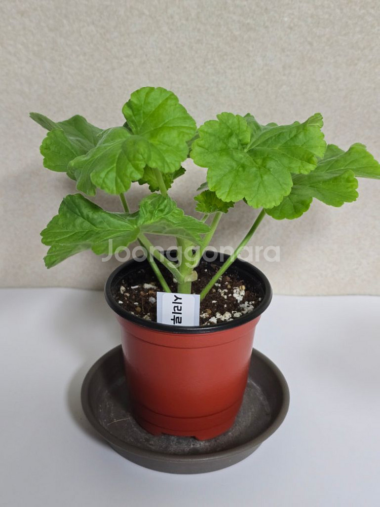 시리루나 제라늄--0