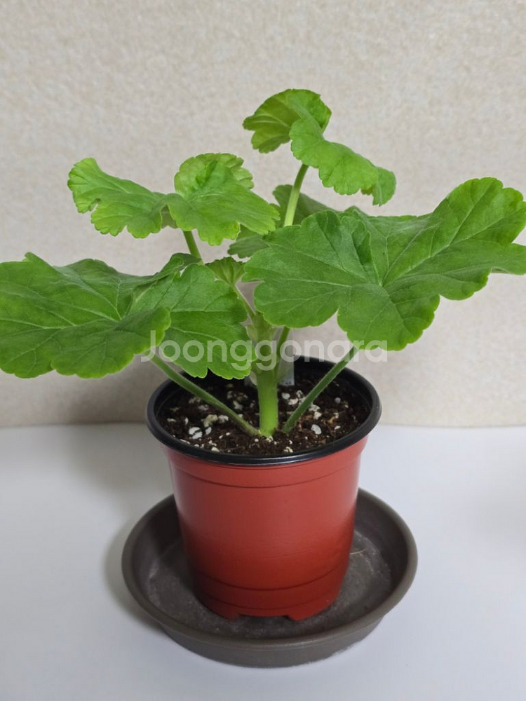 시리루나 제라늄--1