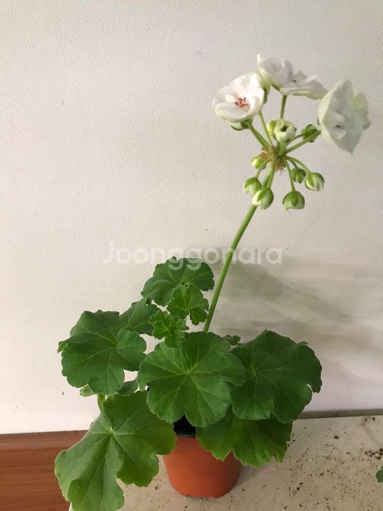 비바마들렌 유럽 제라늄--3