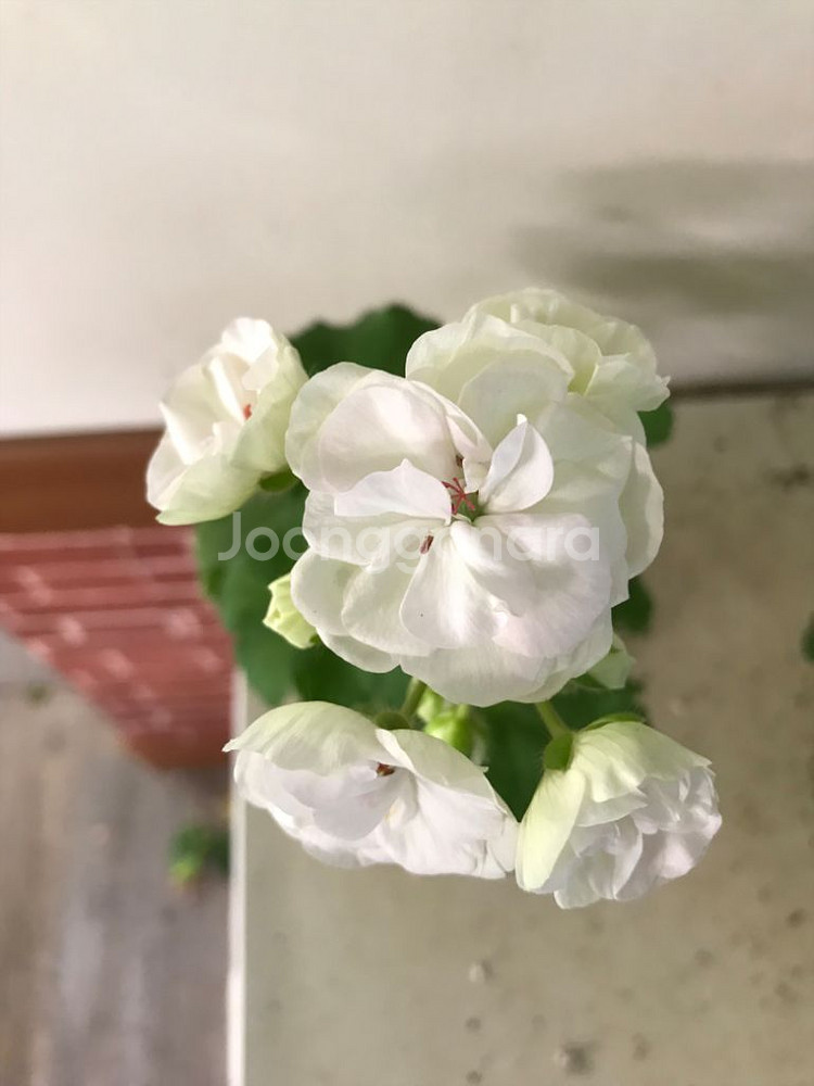 비바마들렌 유럽 제라늄--6