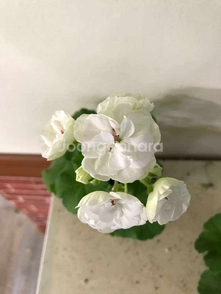 비바마들렌 유럽 제라늄--1