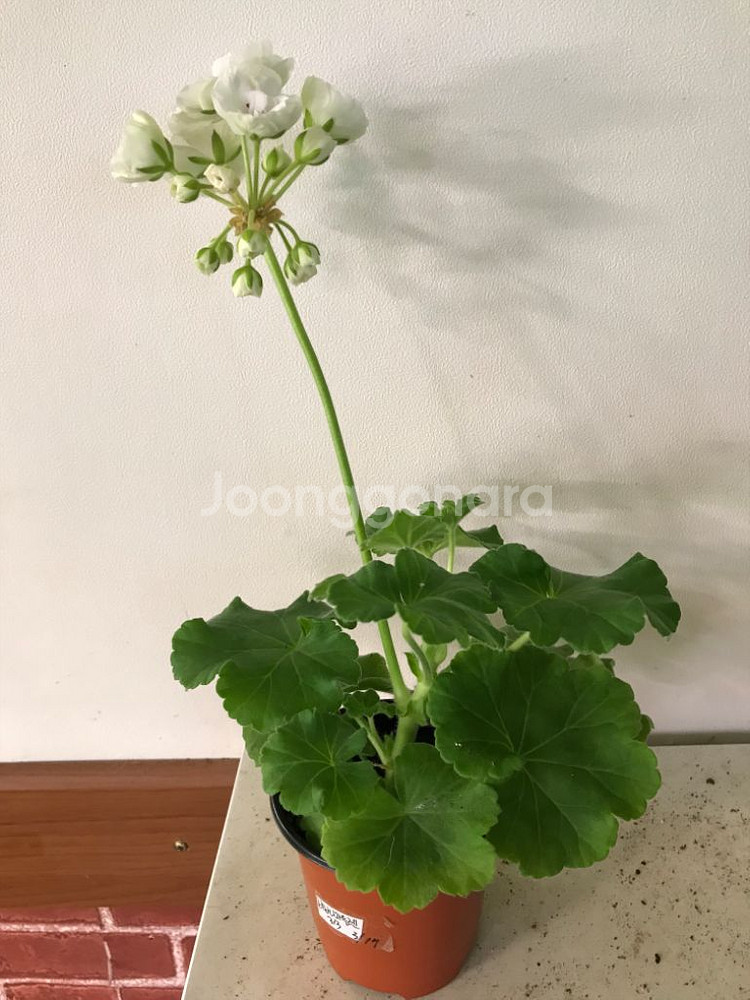 비바마들렌 유럽 제라늄--5