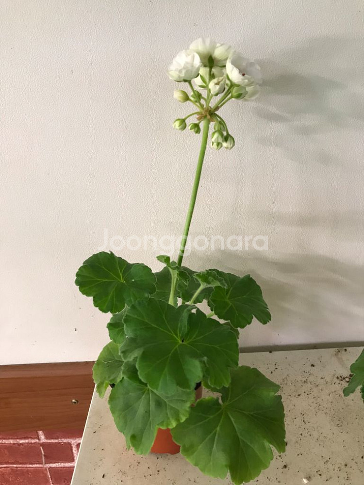 비바마들렌 유럽 제라늄--4