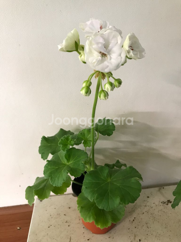 비바마들렌 유럽 제라늄--2