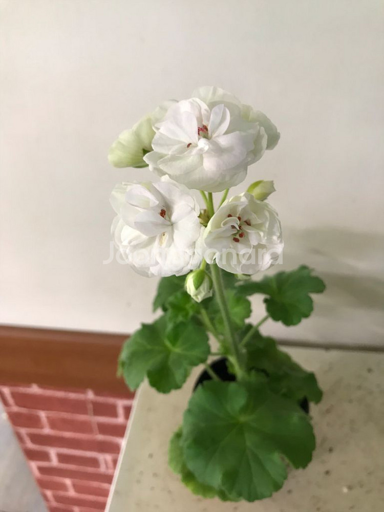 비바마들렌 유럽 제라늄--7