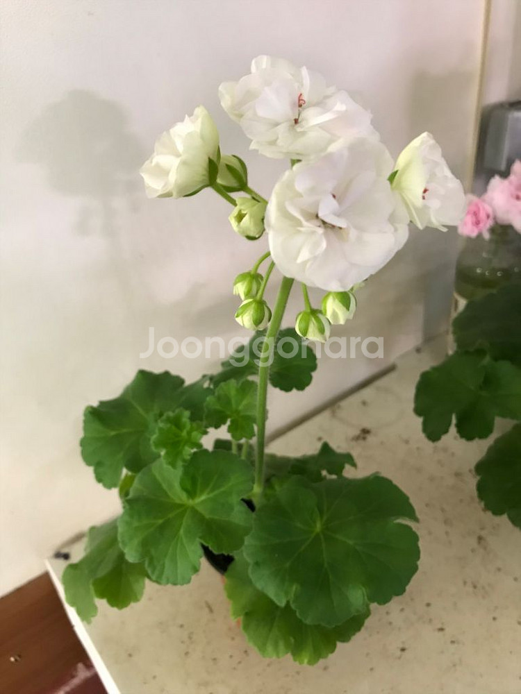 비바마들렌 유럽 제라늄--8