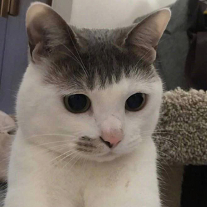 글랜피딕 23년산