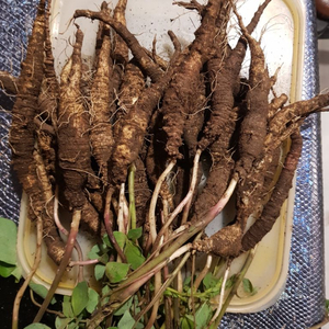 자연산 산더덕