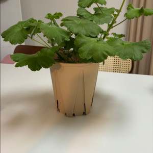 TA 아마존카 러시아 제라늄 대품
