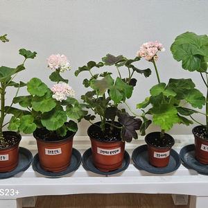 제라늄5종