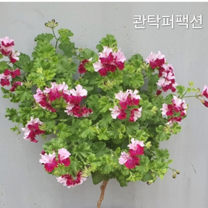 콴탁퍼팩션