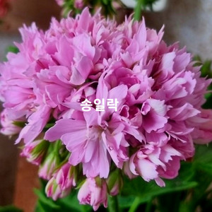 스텔라 제라늄 3종
