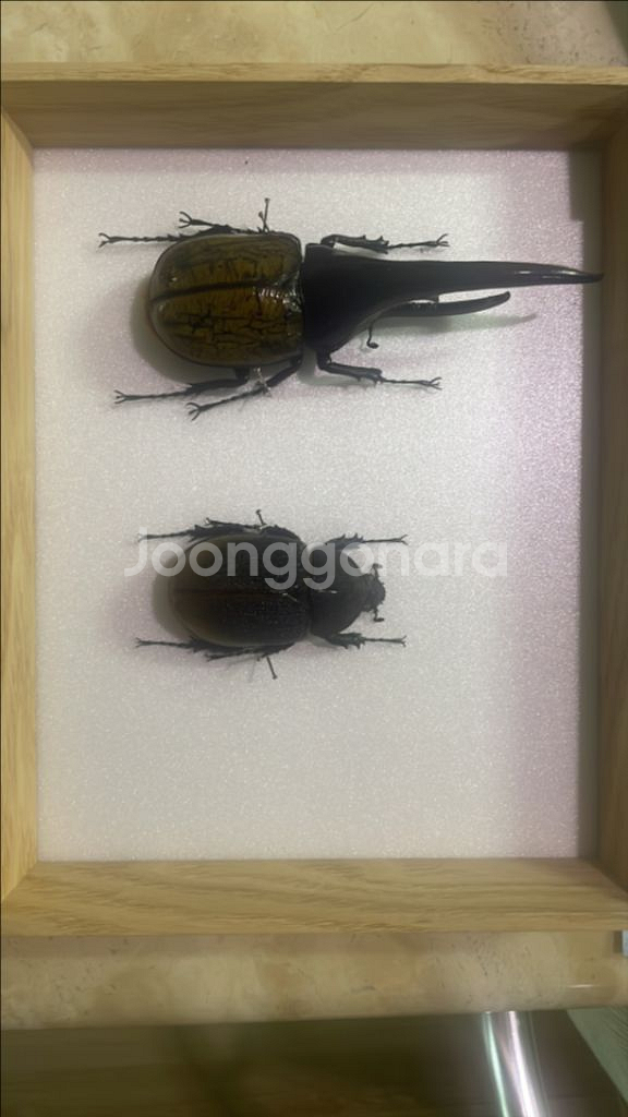헤라클레스 장수풍뎅이 판매 곤충표본--0
