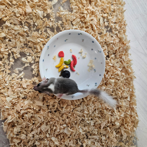 피그미 다람쥐 용품일체