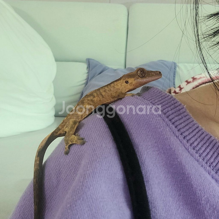 크리스티드게코 도마뱀 분양--1