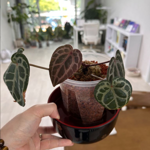 안스리움 미쉘 닥터블락정품 분양합니다