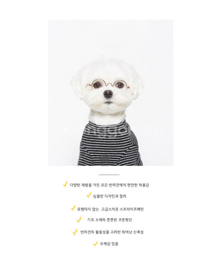강아지옷)면기모 반팔 티셔츠 반려견 XL/루이독 몽슈슈--9