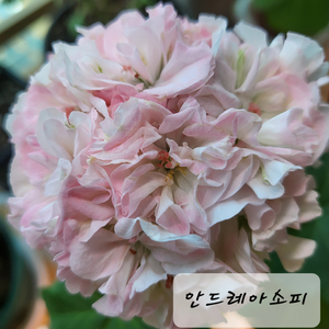 안드레아소피 제라늄