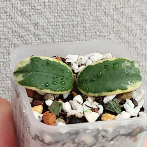 호야 리프리즘산반