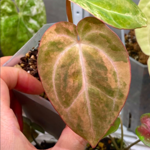 안스리움 레드크리스탈리넘 하브 바리에가타