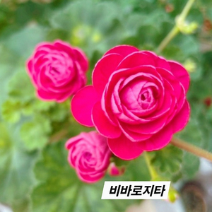 비바로지타 유럽제라늄