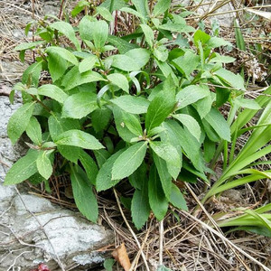 대물잔대(딱주)년령30~50년