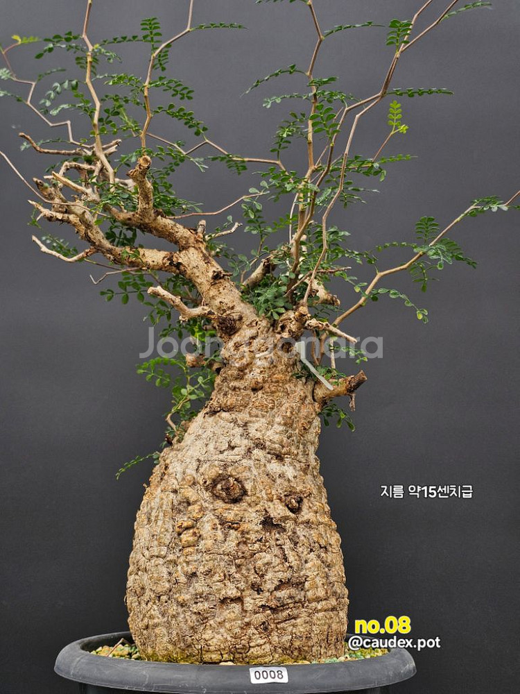 우주최강 파키푸스 (아프리카식물/코덱스)--2