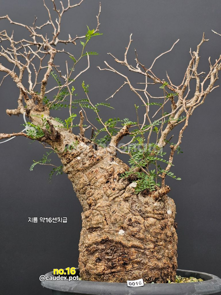 우주최강 파키푸스 (아프리카식물/코덱스)--3