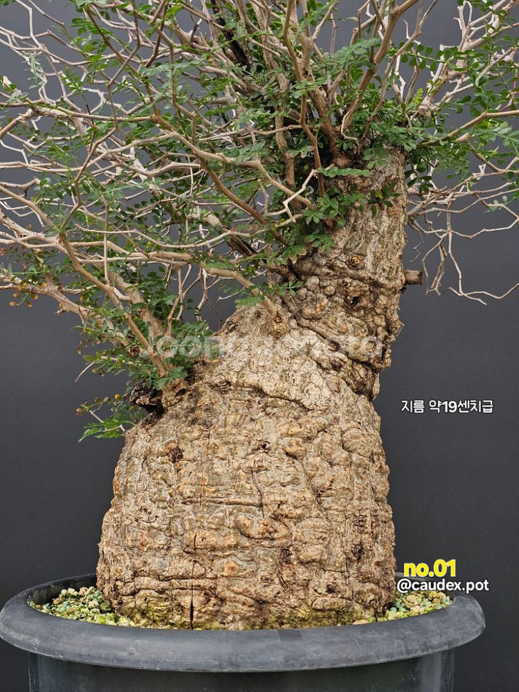 우주최강 파키푸스 (아프리카식물/코덱스)--6