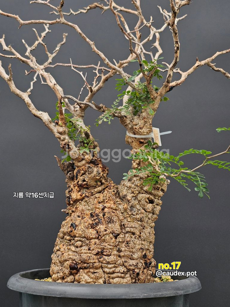 우주최강 파키푸스 (아프리카식물/코덱스)--4