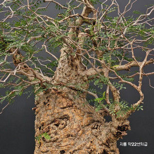 우주최강 파키푸스 (아프리카식물/코덱스)