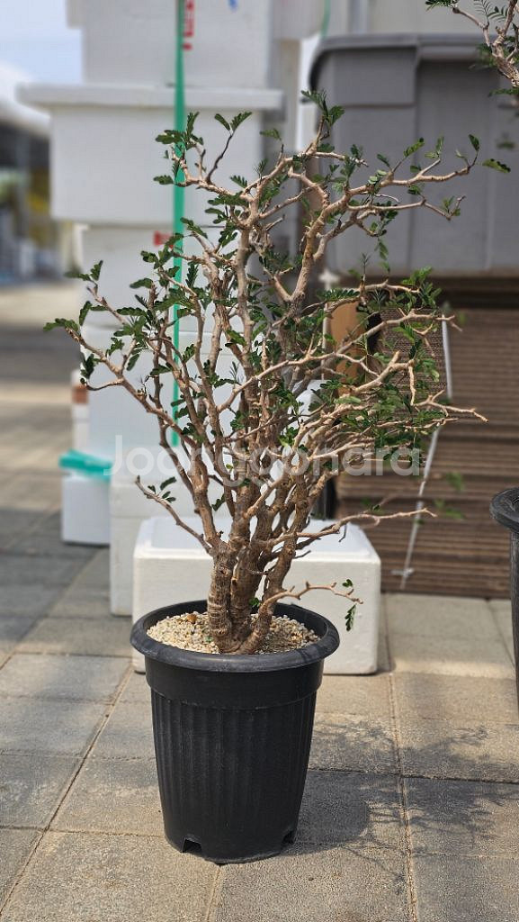 어마무시 목대 야생세나 메리디오날리스 (아프리카식물--1