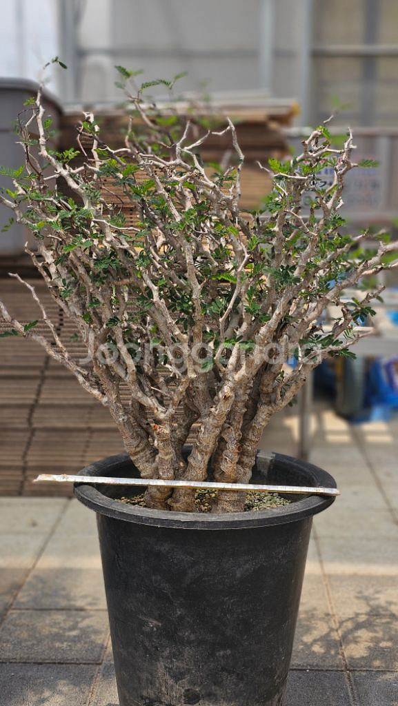 어마무시 목대 야생세나 메리디오날리스 (아프리카식물--0