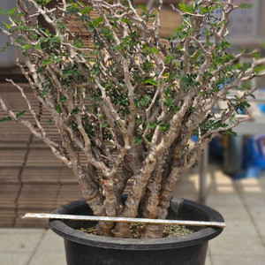 어마무시 목대 야생세나 메리디오날리스 (아프리카식물