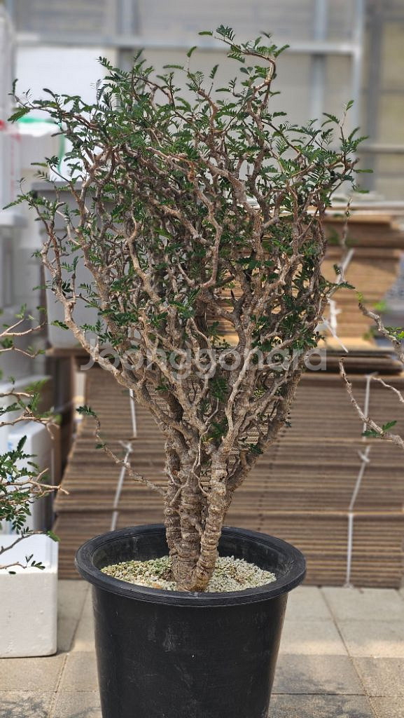 어마무시 목대 야생세나 메리디오날리스 (아프리카식물--2