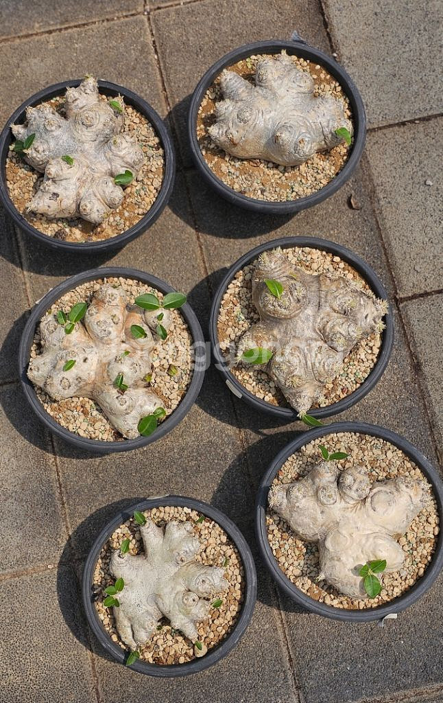 파키포디움 브레비카울레 (아프리카식물/코덱스)--0