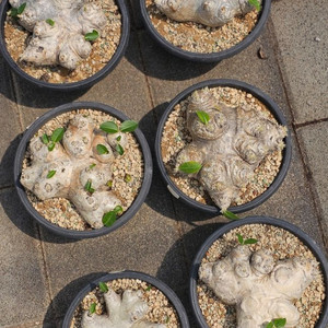 파키포디움 브레비카울레 (아프리카식물/코덱스)