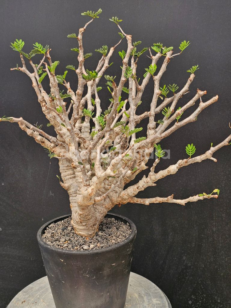 목대 두꺼운 세나 메리디오날리스 (아프리카식물/코덱스)--0