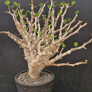 목대 두꺼운 세나 메리디오날리스 (아프리카식물/코덱스)