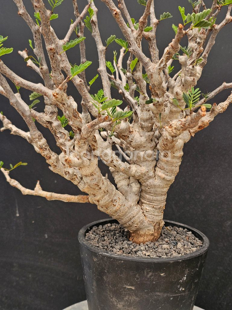 목대 두꺼운 세나 메리디오날리스 (아프리카식물/코덱스)--1