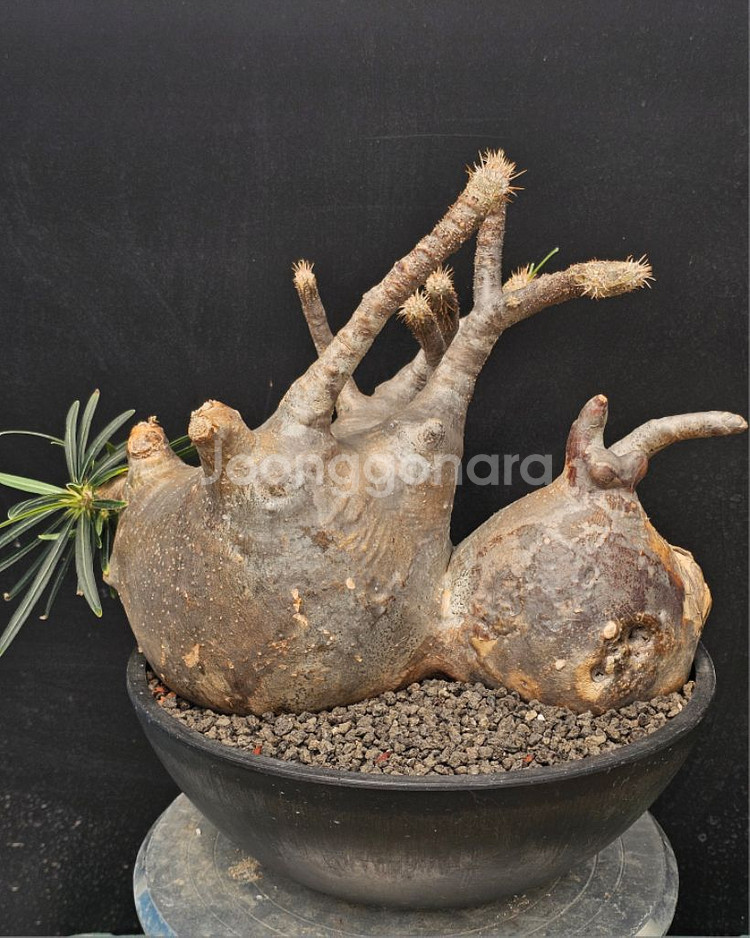 대품 엉청난 그락실리우스 (아프리카식물/코덱스)--2