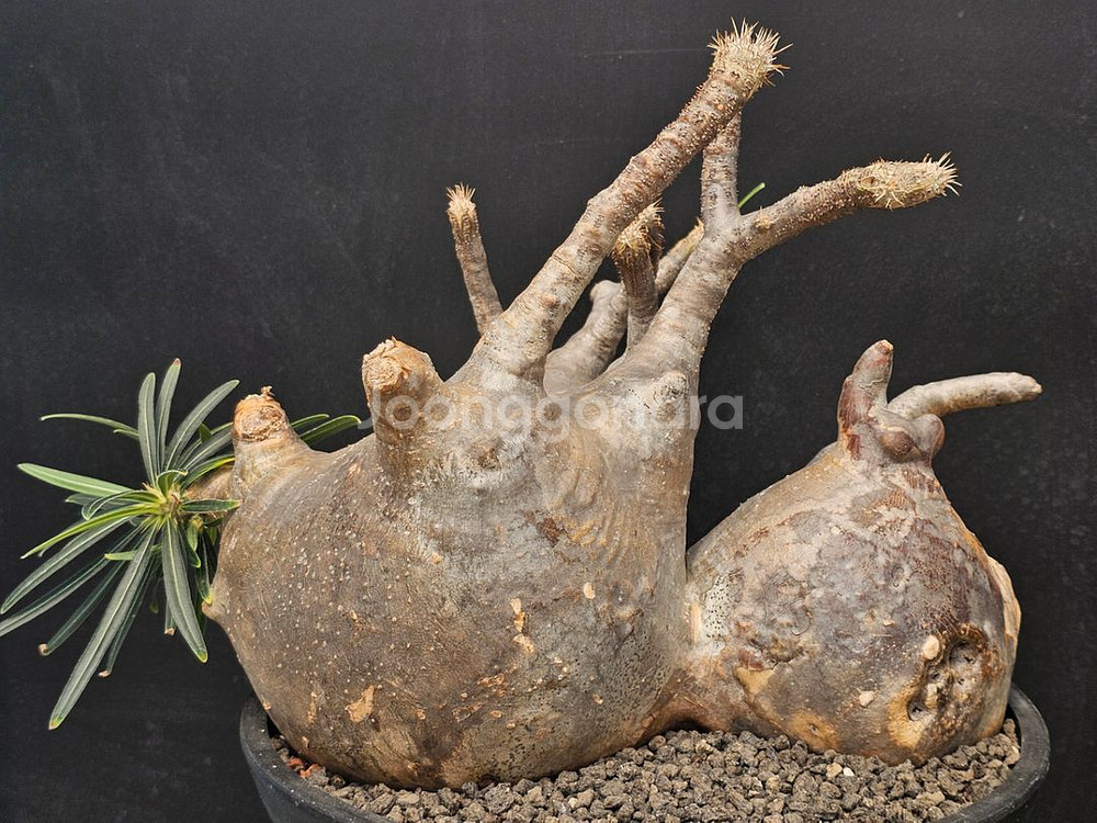 대품 엉청난 그락실리우스 (아프리카식물/코덱스)--0