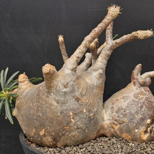 대품 엉청난 그락실리우스 (아프리카식물/코덱스)