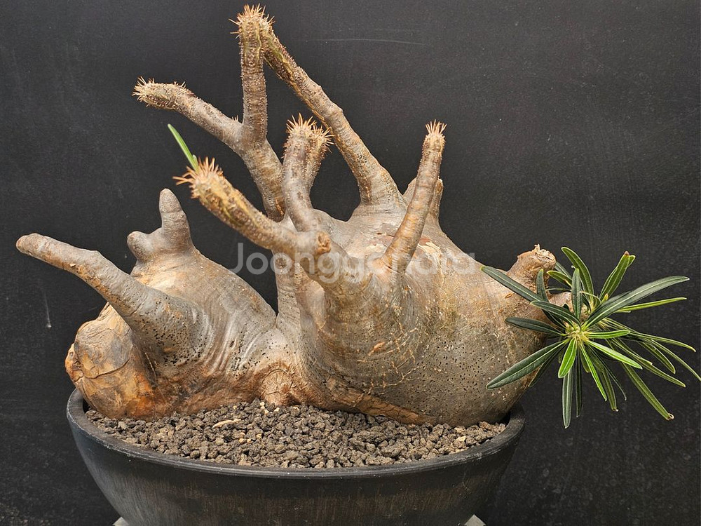 대품 엉청난 그락실리우스 (아프리카식물/코덱스)--1